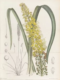 1890s Gallery: Eremurus aurantiacus, 1890