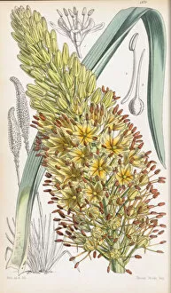 Botanical Drawing Gallery: Eremurus spectabilis, 1855