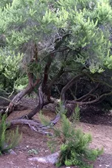 Trees in the landscape Collection: Erica arborea