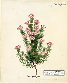 Botanical Art Gallery: Erica fastigiata, L. (Walkers Heath)