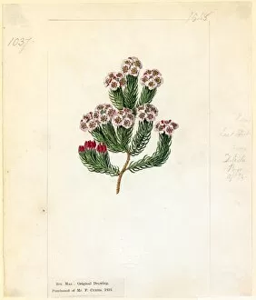 Botanical Art Collection: Erica primuloides ( Cowslip Heath )