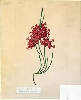 Botanical Art Collection: Erica togata ( Large-Cupped Heath )