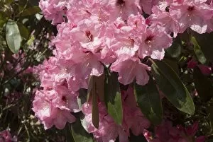 Ericaceae Gallery: ERICACEAE, Rhododendron cinnabarinum Mrs Francis Thistlet