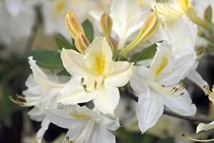Ericaceae Collection: ERICACEAE, Rhododendron, daviesii