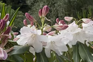 Ericaceae Gallery: ERICACEAE, Rhododendron X loderi King George