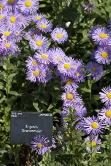 Flowers Gallery: Erigeron Straglenmeer