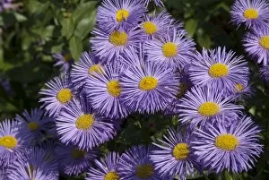 Mauve Gallery: Erigeron Strahlenmeer