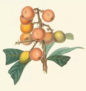 Botanical Illustration Gallery: Eriobotrya japonica, 1825