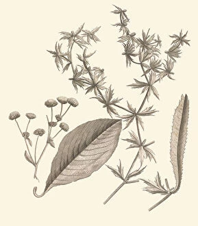 Plant Structure Collection: Eryngium foetidum, 1725