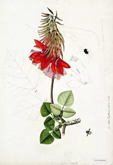 Botanical Art Collection: Erythrina indica, Willd