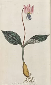 Pink Colour Gallery: Erythronium dens-canis, 1787