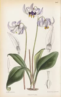 Pink Flower Collection: Erythronium hendersonii, 1888