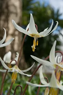Liliaceae Gallery: Erythronium oregonum