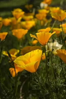 Flowers Gallery: Eschscholzia californica