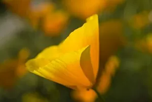 Flowers Gallery: Eschscholzia californica