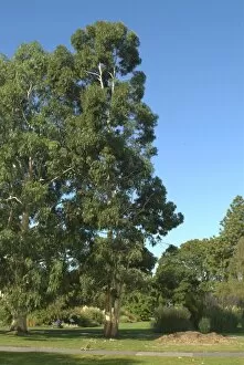 Trees in the landscape Collection: Eucalyptus_aggregata