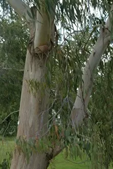 Trunk Gallery: Eucalyptus champaniana