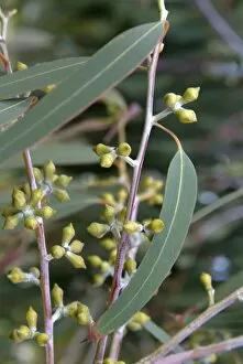 Close-ups Collection: Eucalyptus champaniana