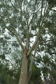 Trees in the landscape Gallery: Eucalyptus champaniana