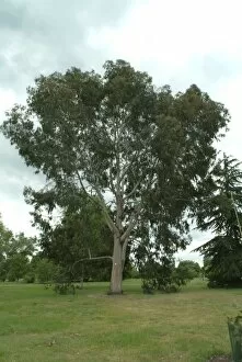 Trees in the landscape Gallery: Eucalyptus champaniana