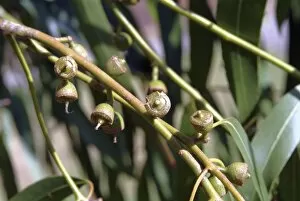 Close-ups Collection: Eucalyptus dalrympleana