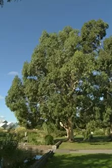 Trees in the landscape Gallery: Eucalyptus dalrympleana