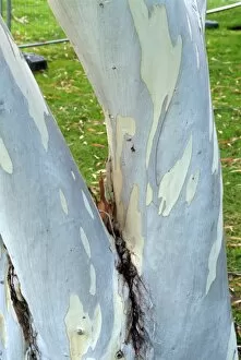Eucalyptus pauciflora subsp pauciflora