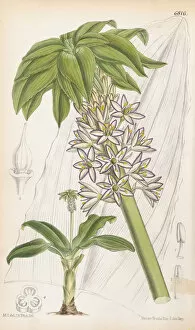 Images Dated 6th May 2020: Eucomis bicolor, 1885