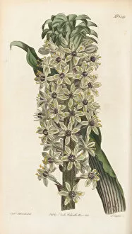 Curtis's Botanical Magazine Gallery: Eucomis comosa, 1813