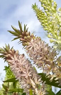Hyacinthaceae Gallery: Eucomis comosa