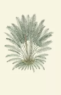 John Mcclelland Collection: Eugeissona tristis, 1850