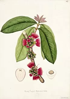 Botanical Art Gallery: Eugenia malaccensis, Willd
