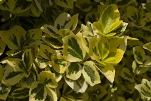 Plants and Fungi Collection: Euonymus fortunei Emerald n Gold