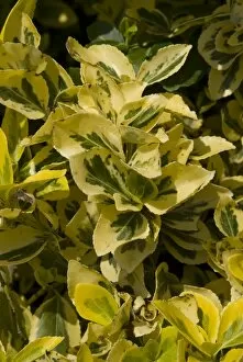 Plants and Fungi Collection: Euonymus fortunei Emerald n Gold