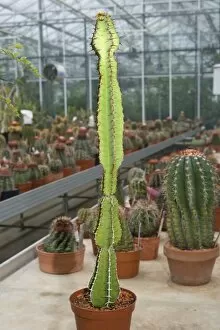 Images Dated 4th March 2011: Euphorbia humbertii
