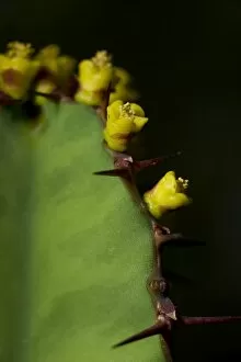 Euphorbia humbertii