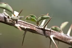 Endangered plants Gallery: Euphorbia neobosseri