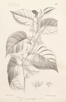 Botanical Illustration Gallery: Fallopia japonica - Japanese Knotweed