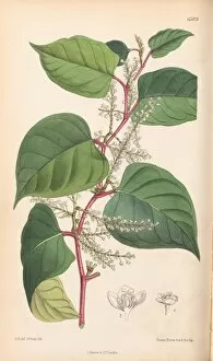 Painting Collection: Fallopia japonica - Japanese Knotweed