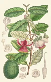 Curtis's Botanical Magazine Gallery: Feijoa sellowiana, 1898