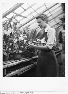 Gardener Gallery: Female gardener working in the orchid house, during World War II