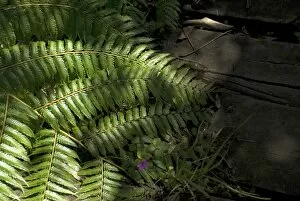 Southern Africa Collection: Ferns & mosses