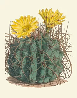 Botanical Art Gallery: Ferocactus hamatacanthus, 1852