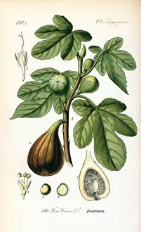Watercolour Collection: Ficus carica