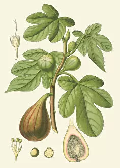 Plant Portrait Collection: Ficus carica, 1885