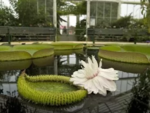 Glasshouses Gallery: flower of the giant waterlily