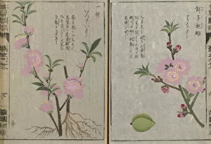 Japan Gallery: Flowering almond (Prunus dulcis), woodblock print and manuscript on paper, 1828