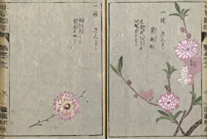 Botanical Art Gallery: Flowering peach (Prunus persica), woodblock print and manuscript on paper, 1828