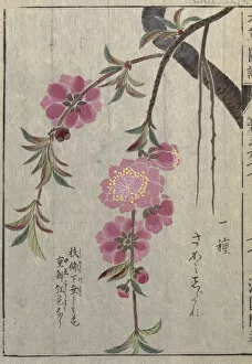 Double Page Gallery: Flowering peach (Prunus persica Sagami-Shidari ), woodblock print and manuscript on paper, 1828