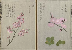 Oriental Gallery: Flowering Prunus mume, Tobe ume, Japanese plum from Honzo Zufu